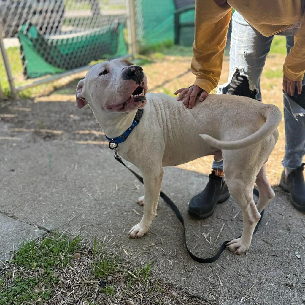 Enlarge Foot Loose, a Adoptable mixed breed in Caryville, TN image 3/6