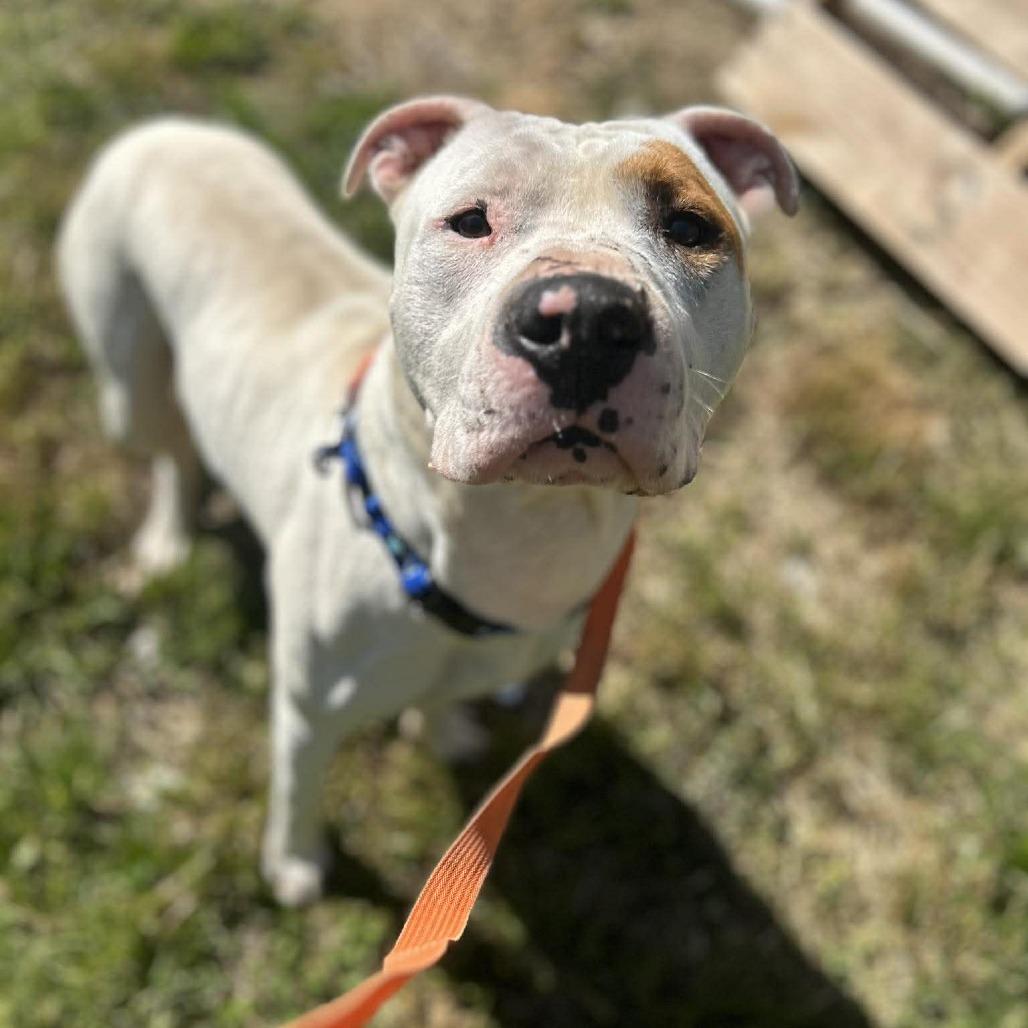 Enlarge Foot Loose, a Adoptable mixed breed in Caryville, TN image 4/6