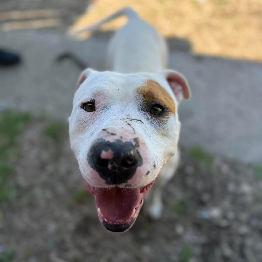 Enlarge Foot Loose, a Adoptable mixed breed in Caryville, TN image 5/6