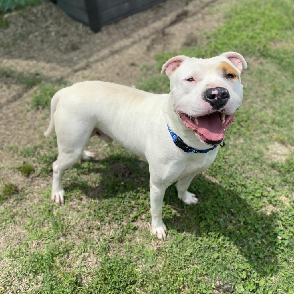 Foot Loose, a Adoptable mixed breed in Caryville, TN image 5/6