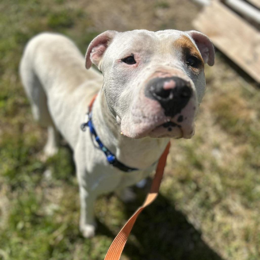 Enlarge Foot Loose, a Adoptable mixed breed in Caryville, TN image 6/6