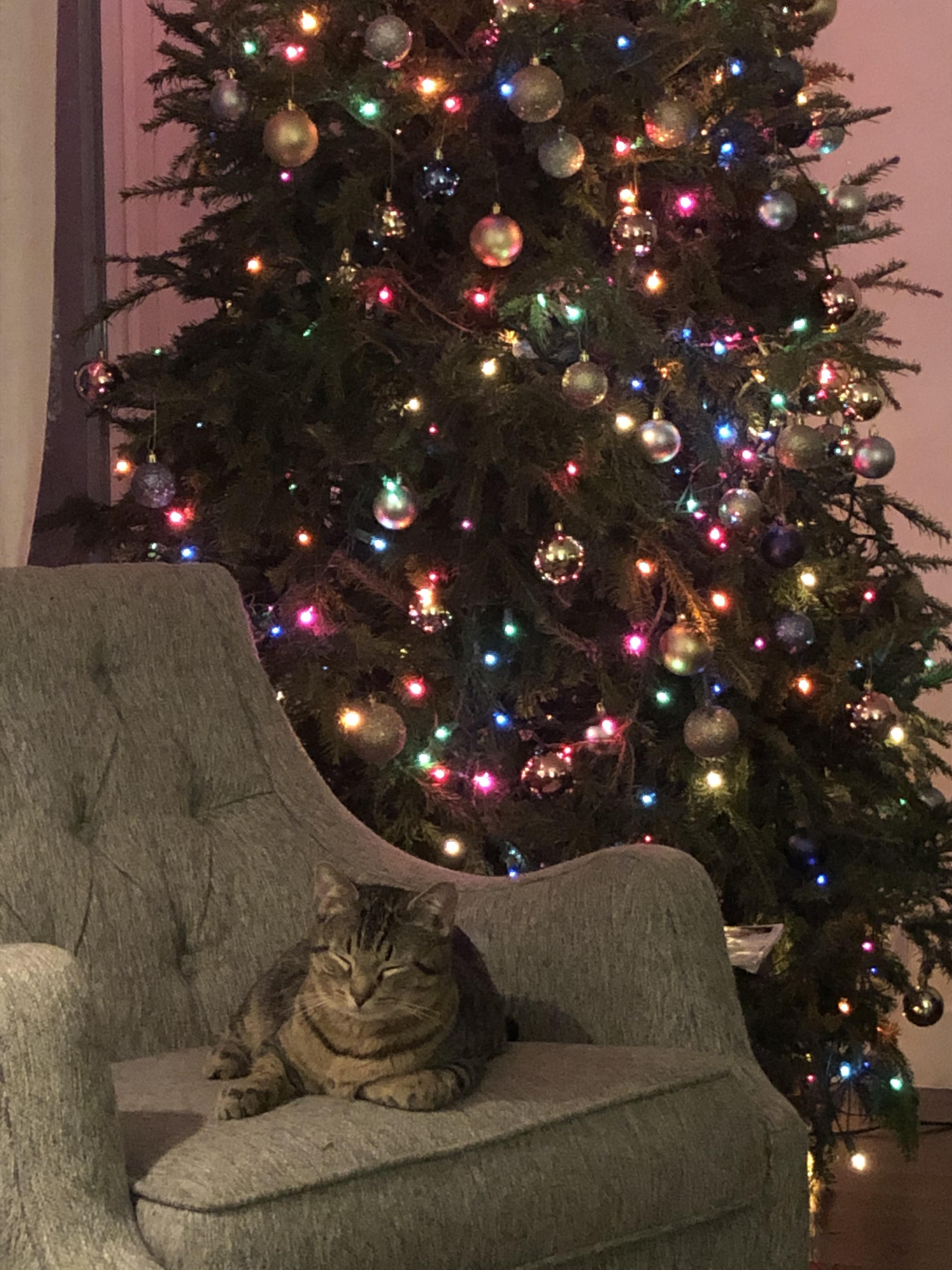 Enlarge ~ Courtesy ~ Alex, a Adoptable Tabby in Mobile, AL image 1/1