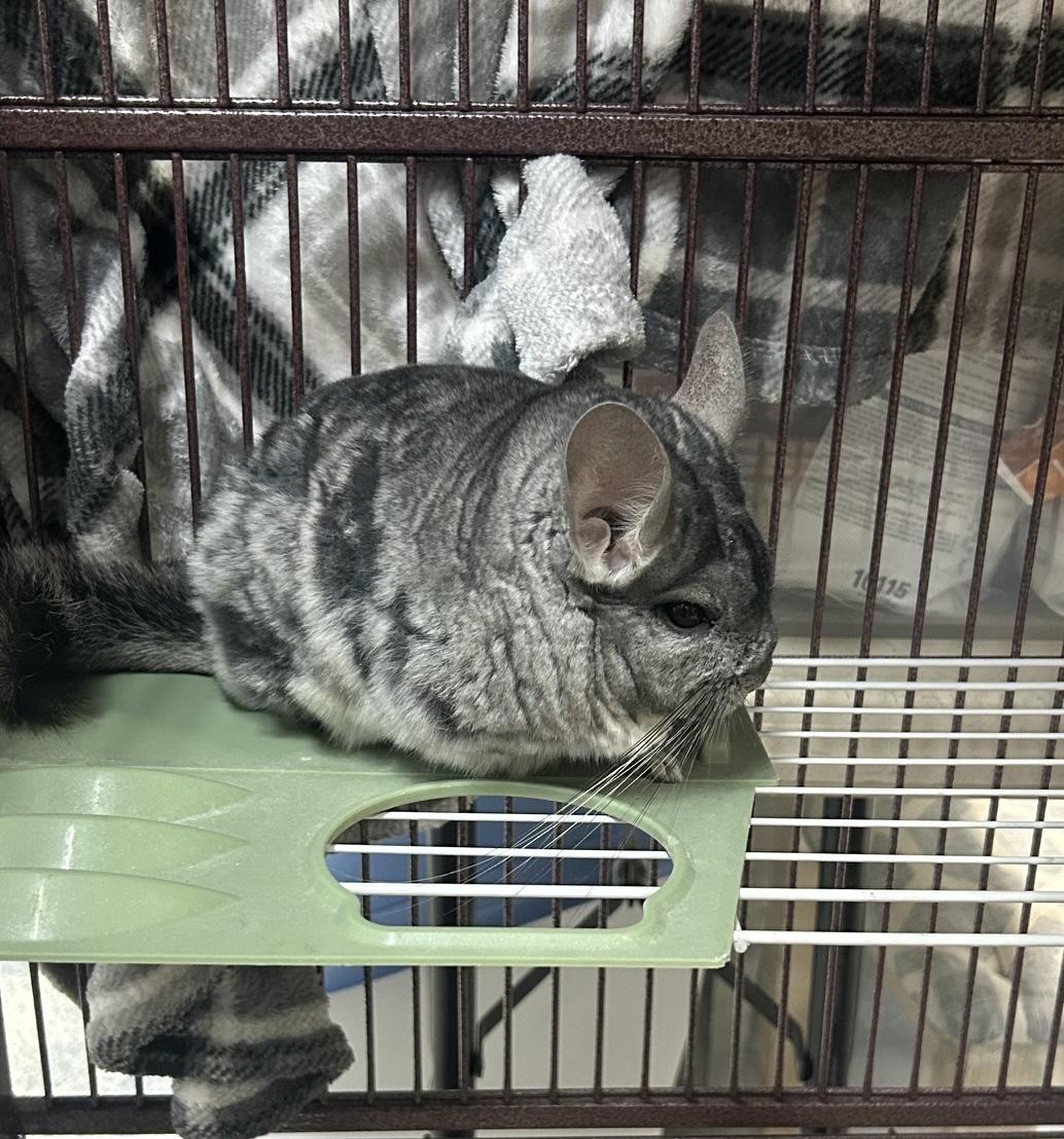 Stevie, adoptable, Adult Male Chinchilla.