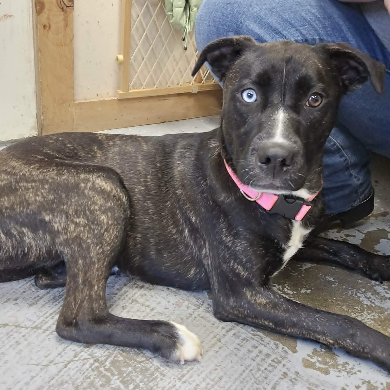Ruth, a Adoptable mixed breed in Martinsville, IN image 3/5