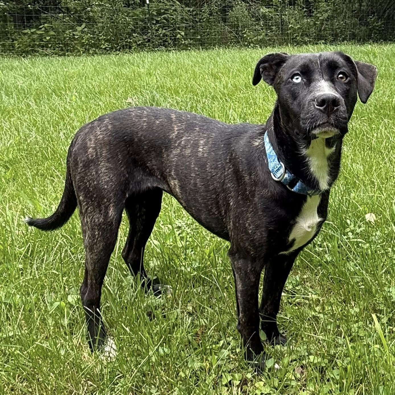 Ruth, a Adoptable mixed breed in Martinsville, IN image 2/5