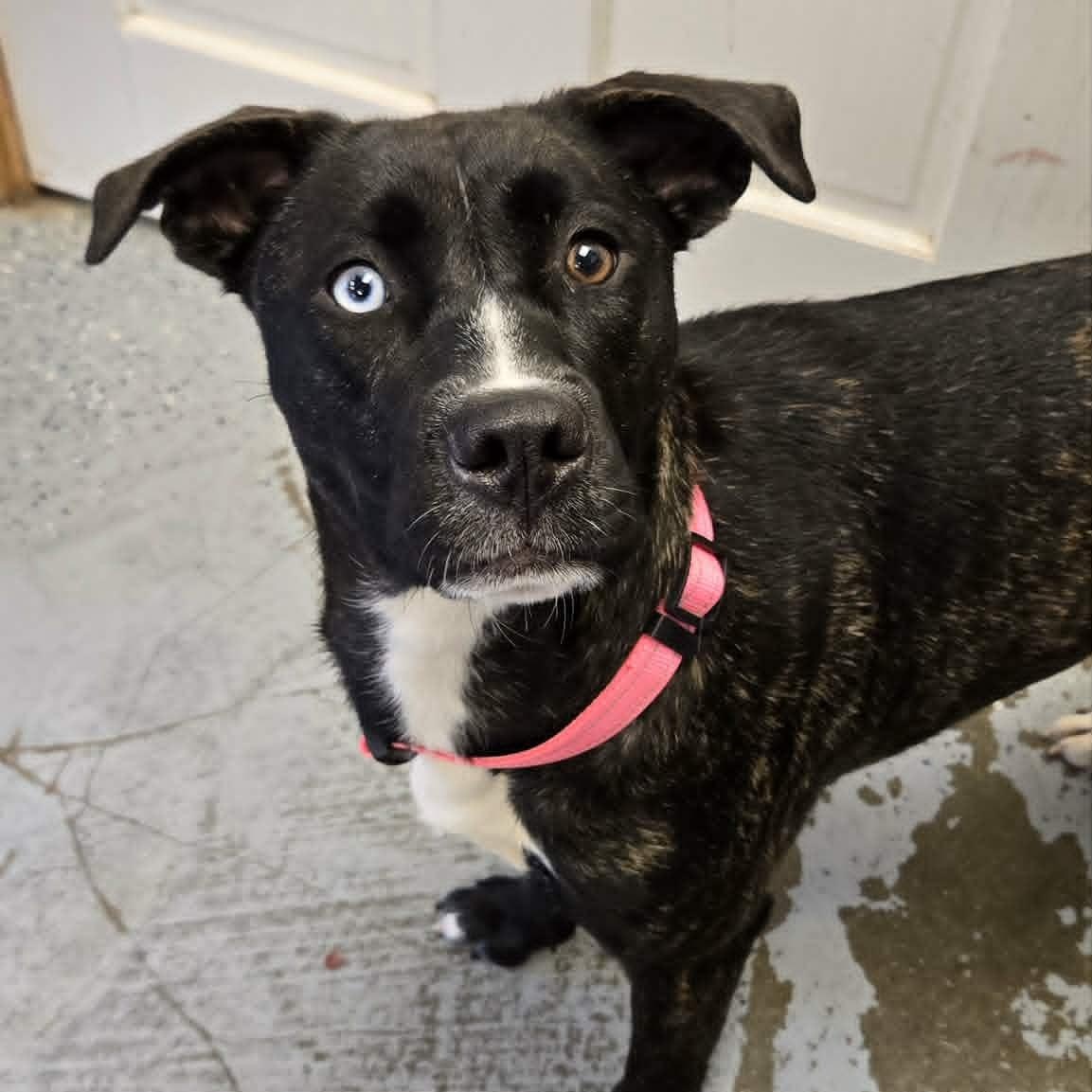 Ruth, a Adoptable mixed breed in Martinsville, IN image 4/5