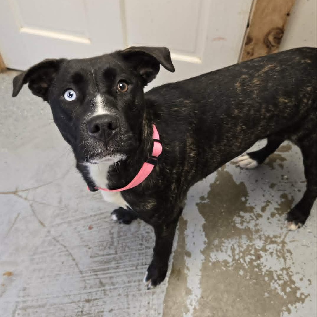 Ruth, a Adoptable mixed breed in Martinsville, IN image 5/5