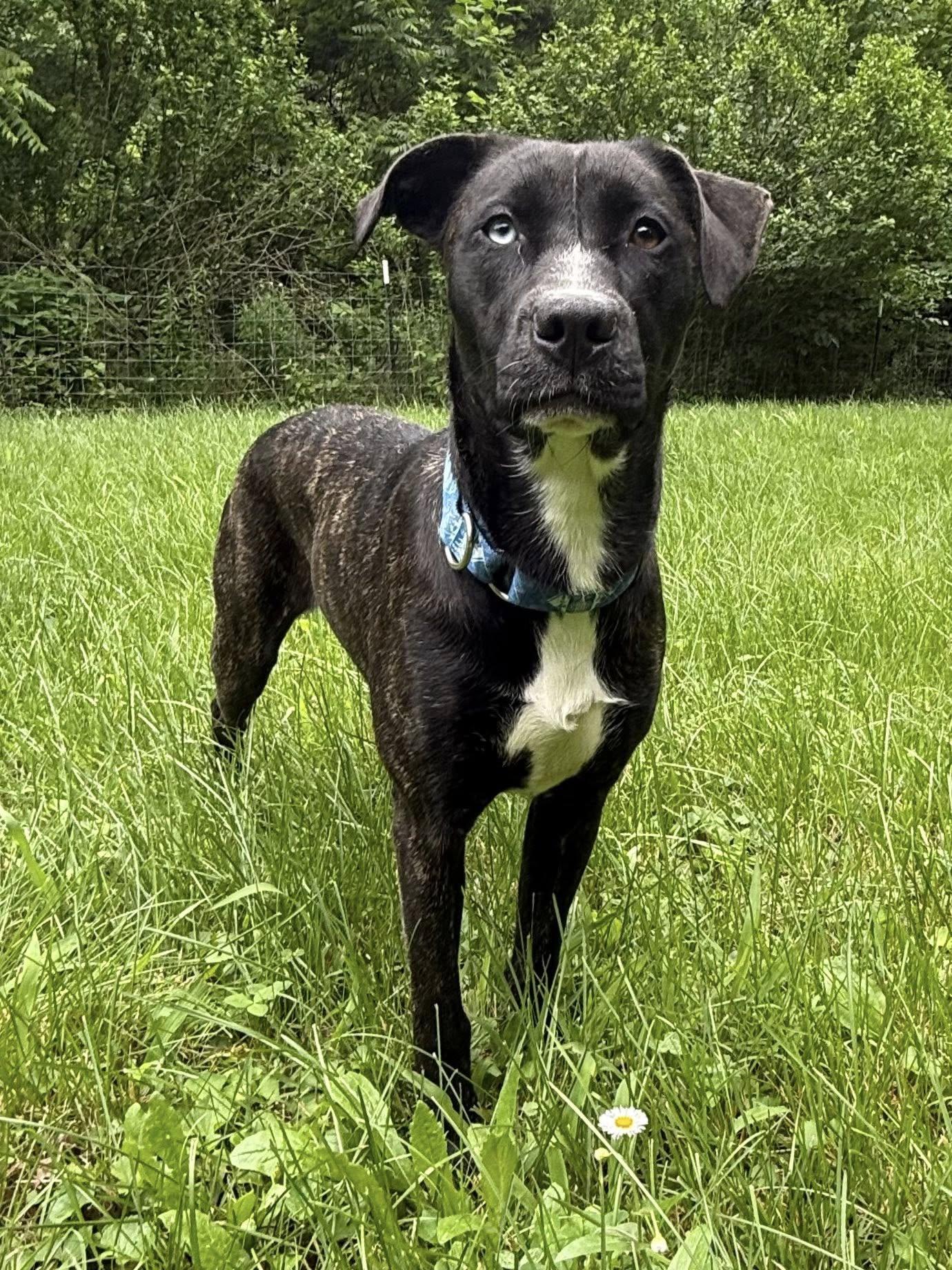 Ruth, a Adoptable mixed breed in Martinsville, IN image 1/5