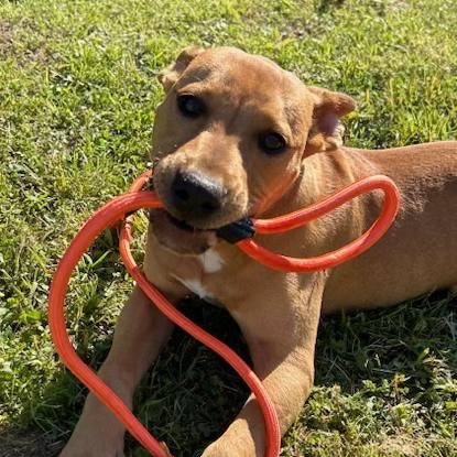 Waffles, Adoptable, Puppy Male Black Mouth Cur & American Staffordshire Terrier.