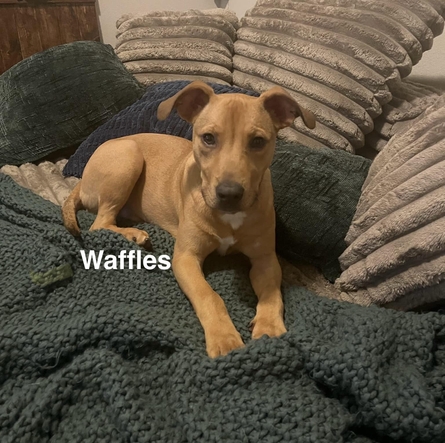 Enlarge Waffles, a Adoptable mixed breed in Mt Laurel Township, NJ image 2/6