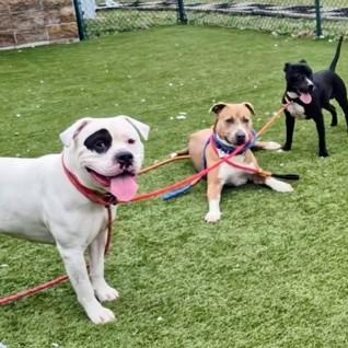 Biggie Cheese A0059770458, a ADOPTABLE Mixed Breed in Hamilton, OH image 2/3