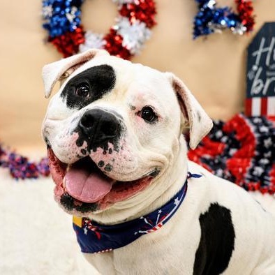 Biggie Cheese A0059770458, a ADOPTABLE Mixed Breed in Hamilton, OH image 1/3