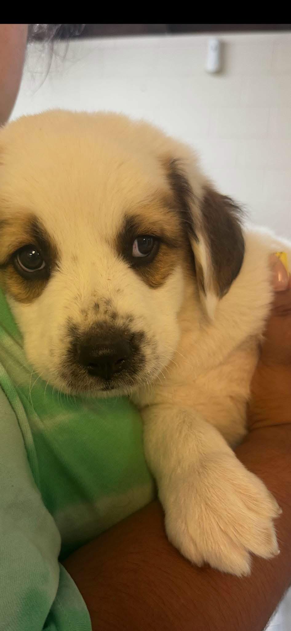 Mugshot, Adoptable, Puppy Male Great Pyrenees.
