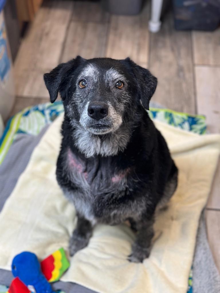 Murdoch, Adopted, Senior Male Labrador Retriever & Mixed Breed.