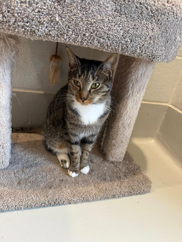 Neville, Adoptable, Young Male Domestic Short Hair.