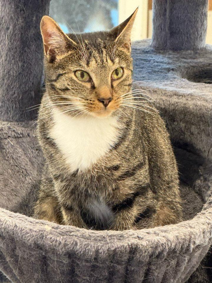 Neville, a Adoptable mixed breed in Dalton, GA image 4/5