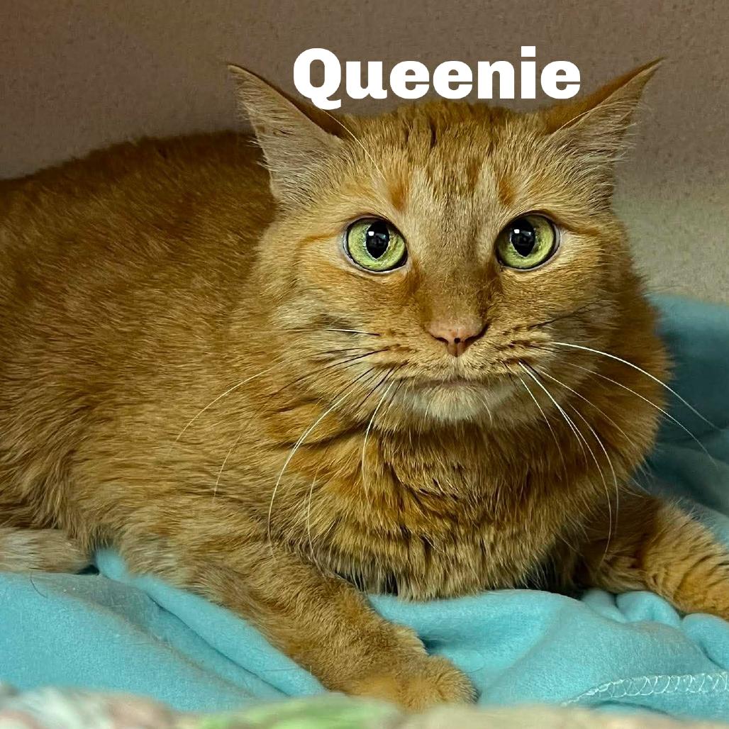Enlarge Queenie 260448, a Adoptable Domestic Short Hair in Escanaba, MI image 1/2