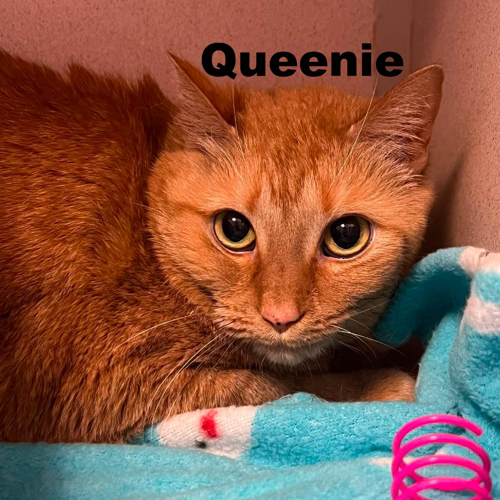 Enlarge Queenie 260448, a Adoptable Domestic Short Hair in Escanaba, MI image 2/2