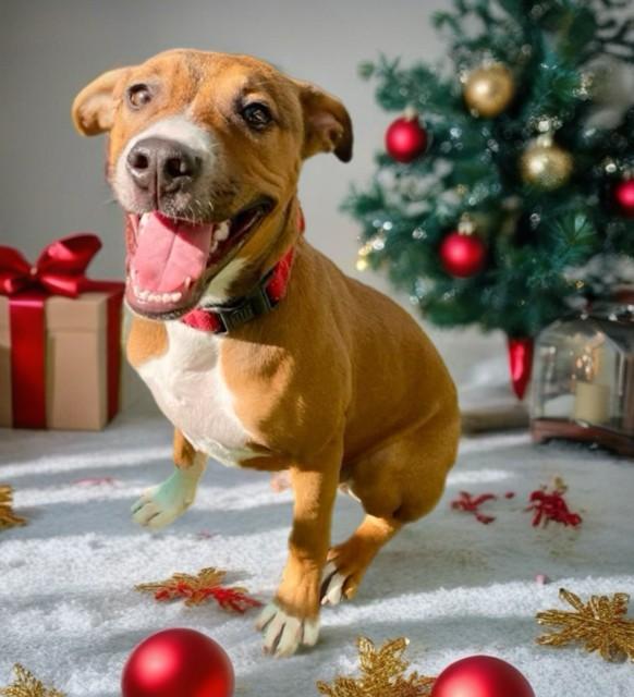 FRANKIE, Adoptable, Young Male Black Mouth Cur & Pit Bull Terrier.