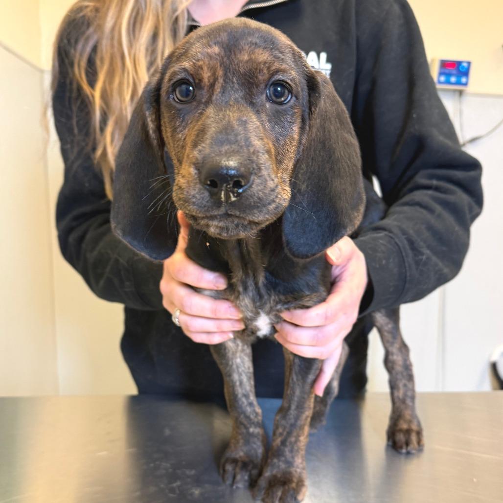 Enlarge Porter, a Adoptable Mixed Breed in Morrisville, VT image 1/6