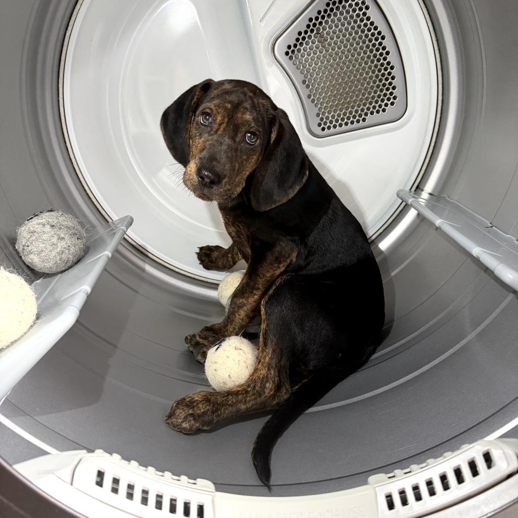 Enlarge Porter, a Adoptable Mixed Breed in Morrisville, VT image 2/6