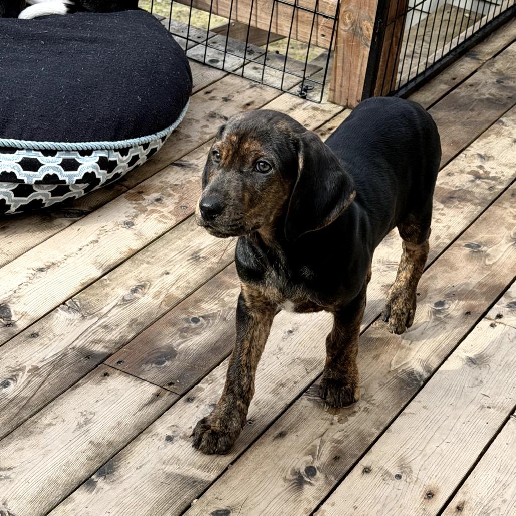 Enlarge Porter, a Adoptable Mixed Breed in Morrisville, VT image 3/6