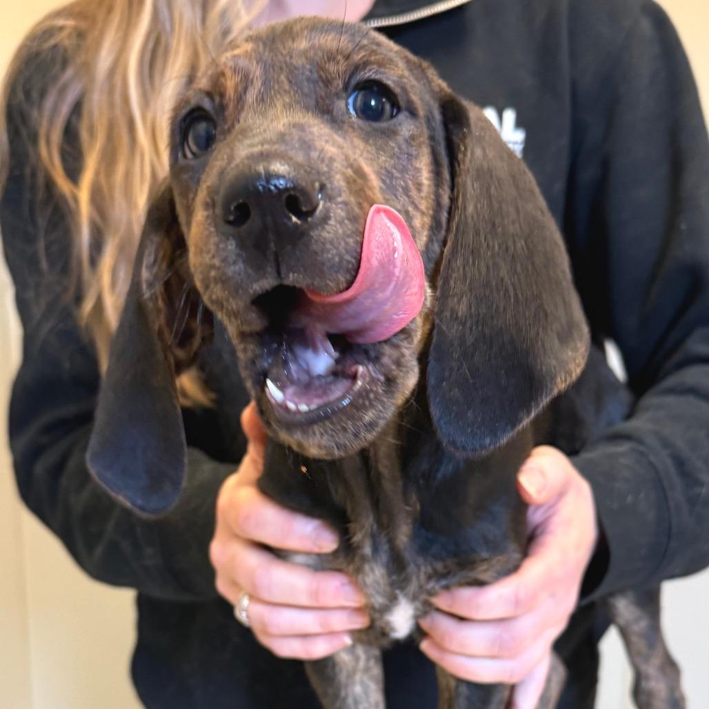 Enlarge Porter, a Adoptable Mixed Breed in Morrisville, VT image 4/6