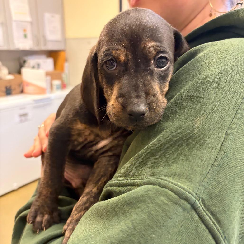 Enlarge Porter, a Adoptable Mixed Breed in Morrisville, VT image 5/6