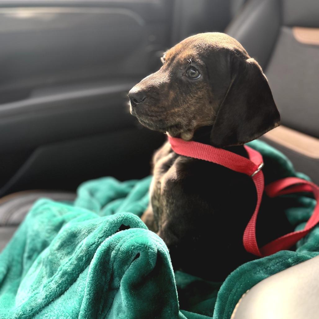 Enlarge Porter, a Adoptable Mixed Breed in Morrisville, VT image 6/6