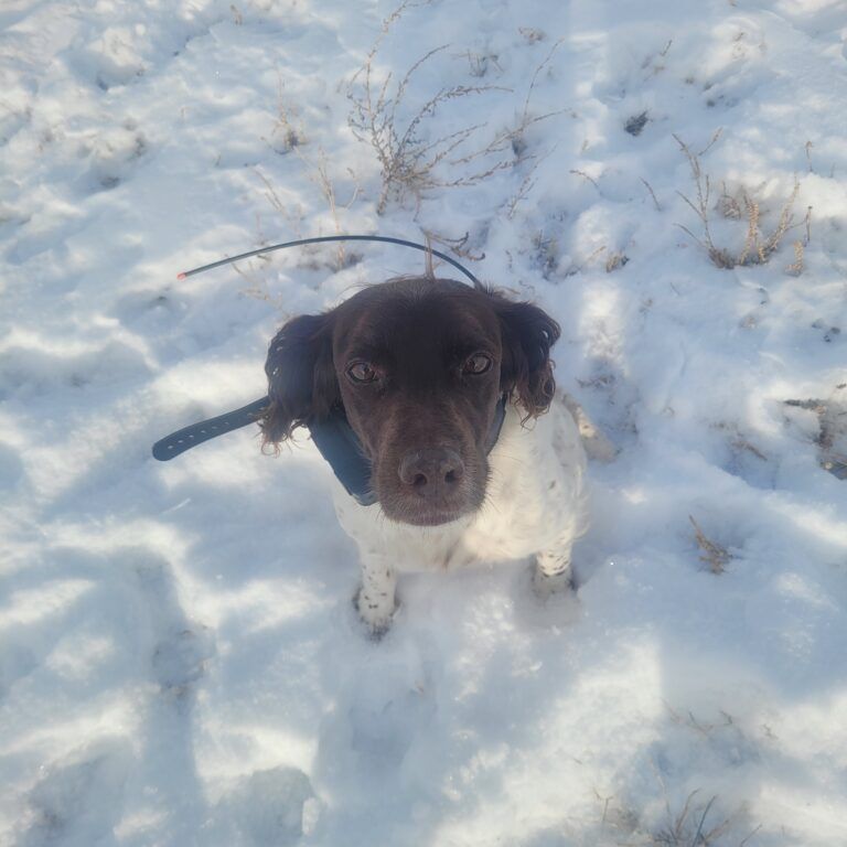 Zoey - 20035814 - WY, Adopted, Adult Female Brittany Spaniel.