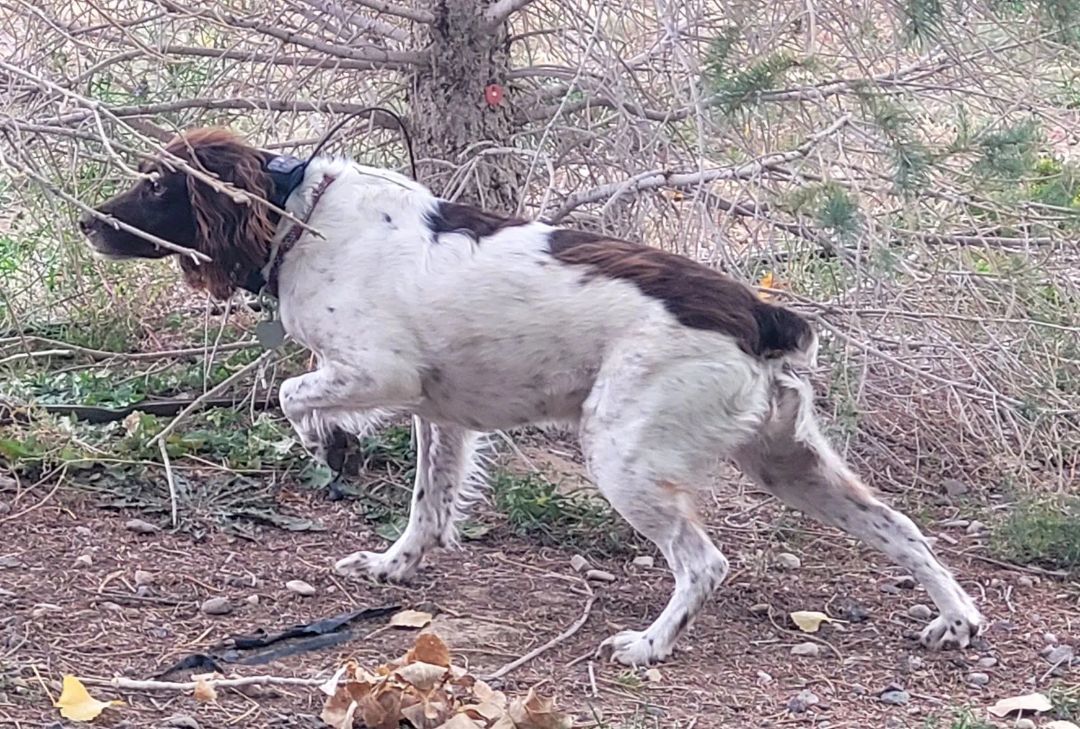 Zoey - 20035814 - WY, a Adopted Brittany Spaniel in Lincoln, NE image 3/3