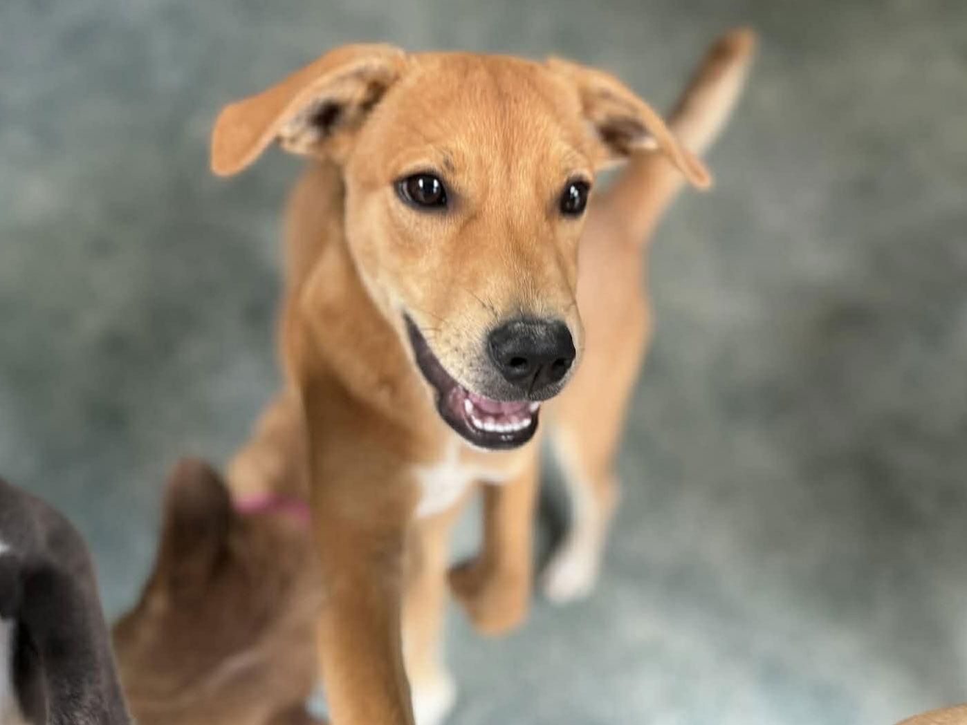 Chilli 4494, Adoptable, Puppy Male Labrador Retriever.