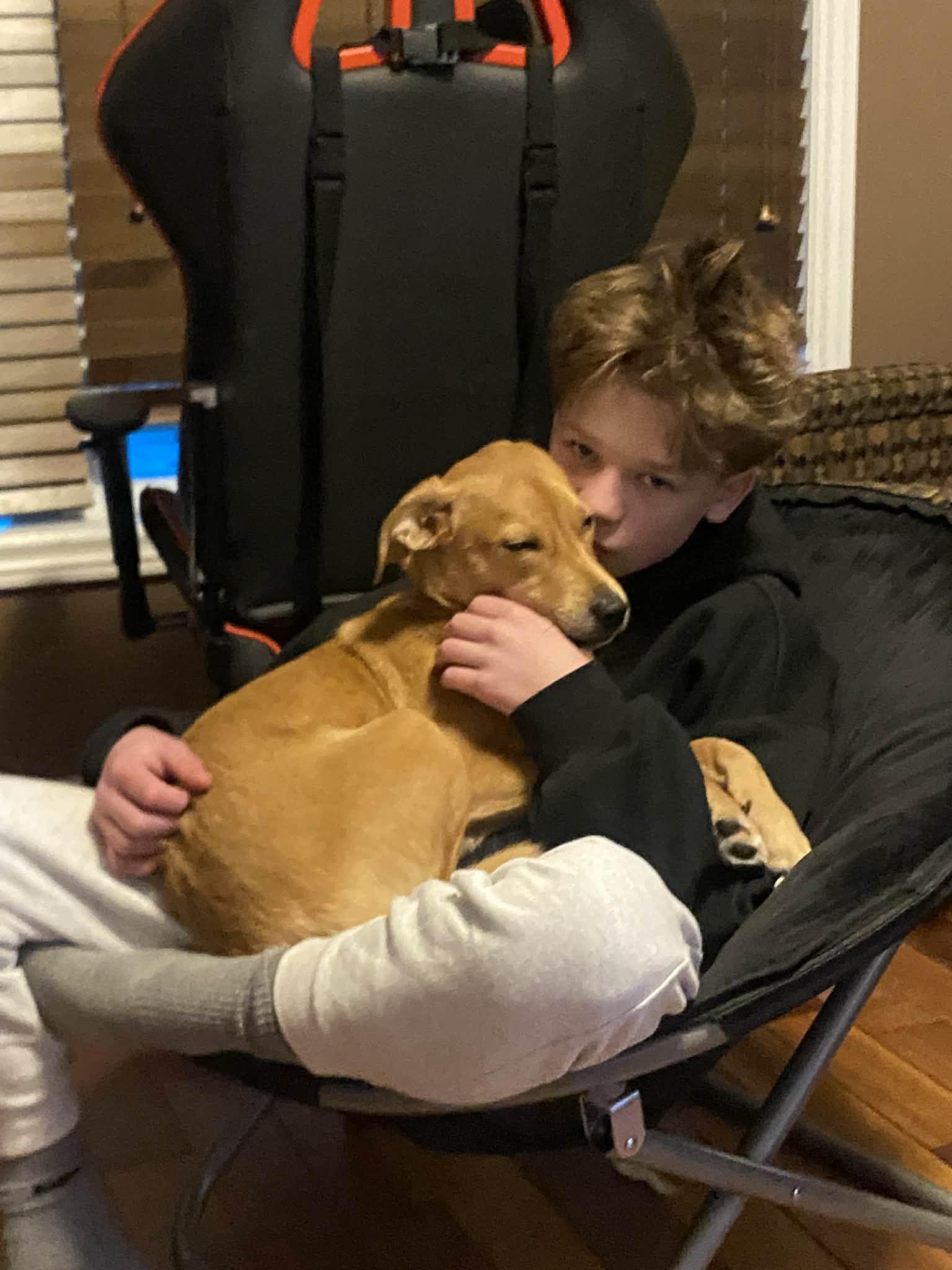 Chilli 4494, Adoptable, Puppy Male Labrador Retriever.