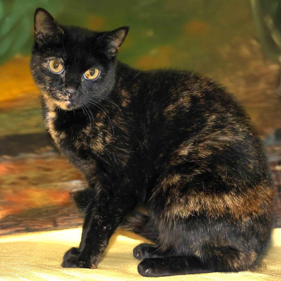 Kokomo, Adoptable, Adult Female Domestic Short Hair & Tortoiseshell.