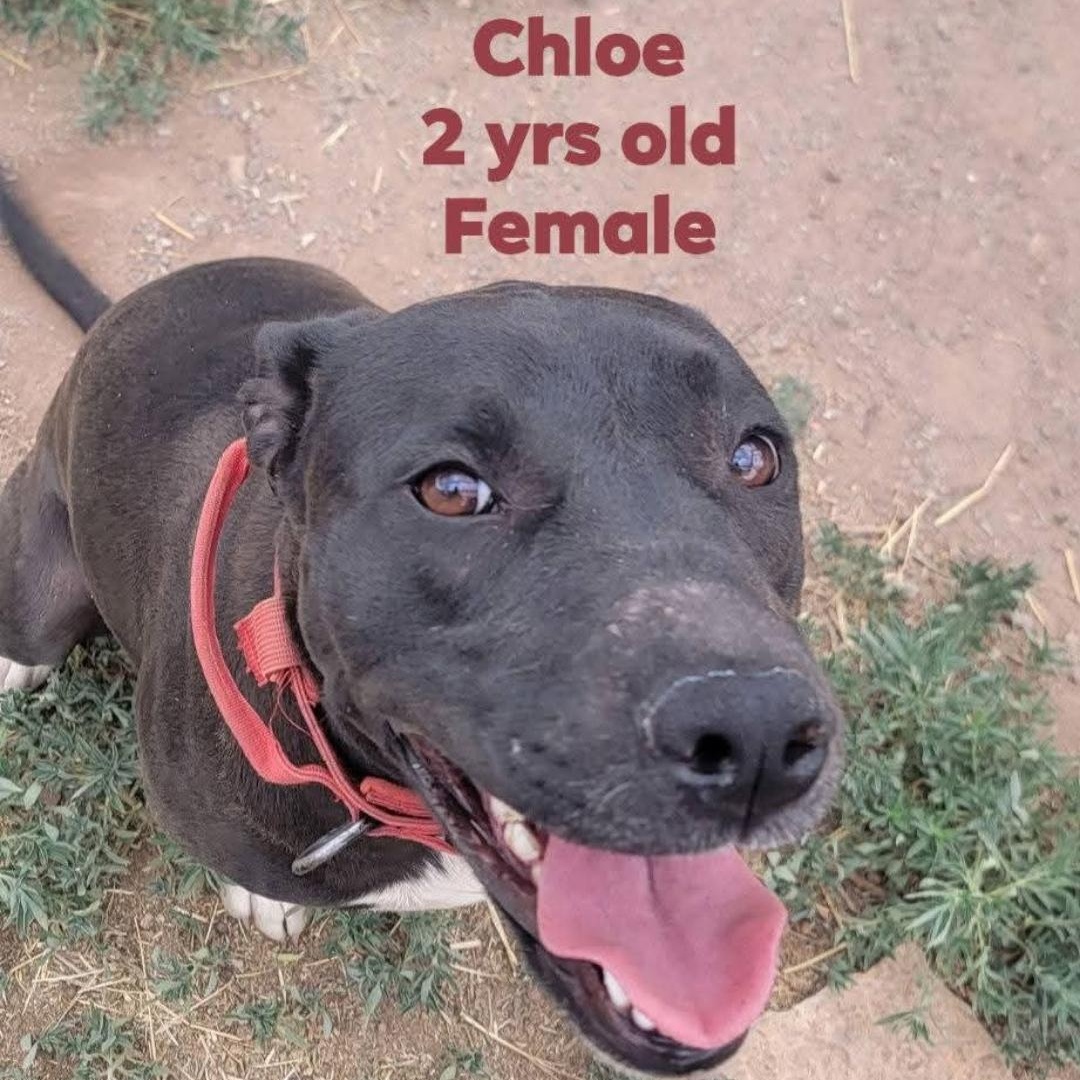 Chole, Adoptable, Adult Female Pit Bull Terrier.