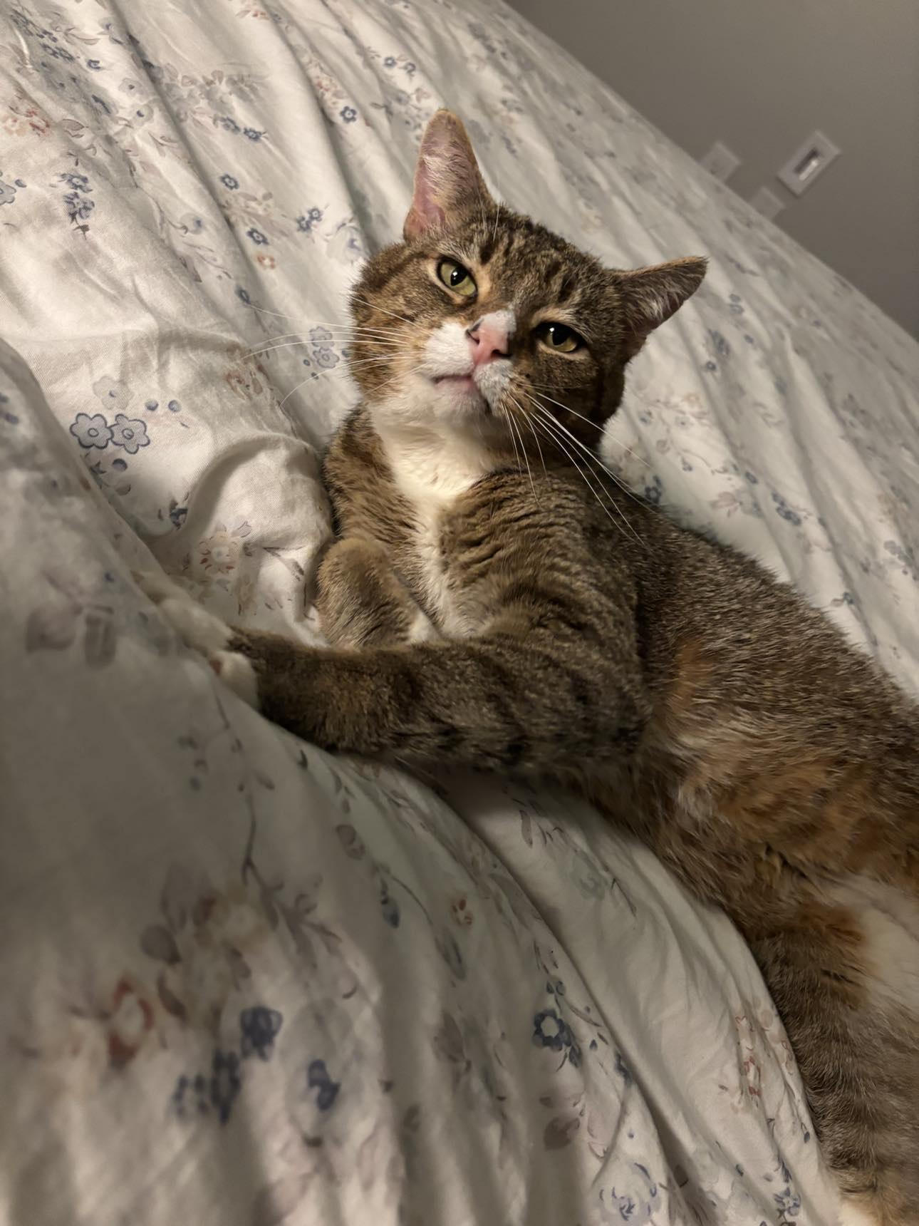 Artist Formerly Known As Prince, Adoptable, Adult Male Tabby & Tuxedo.