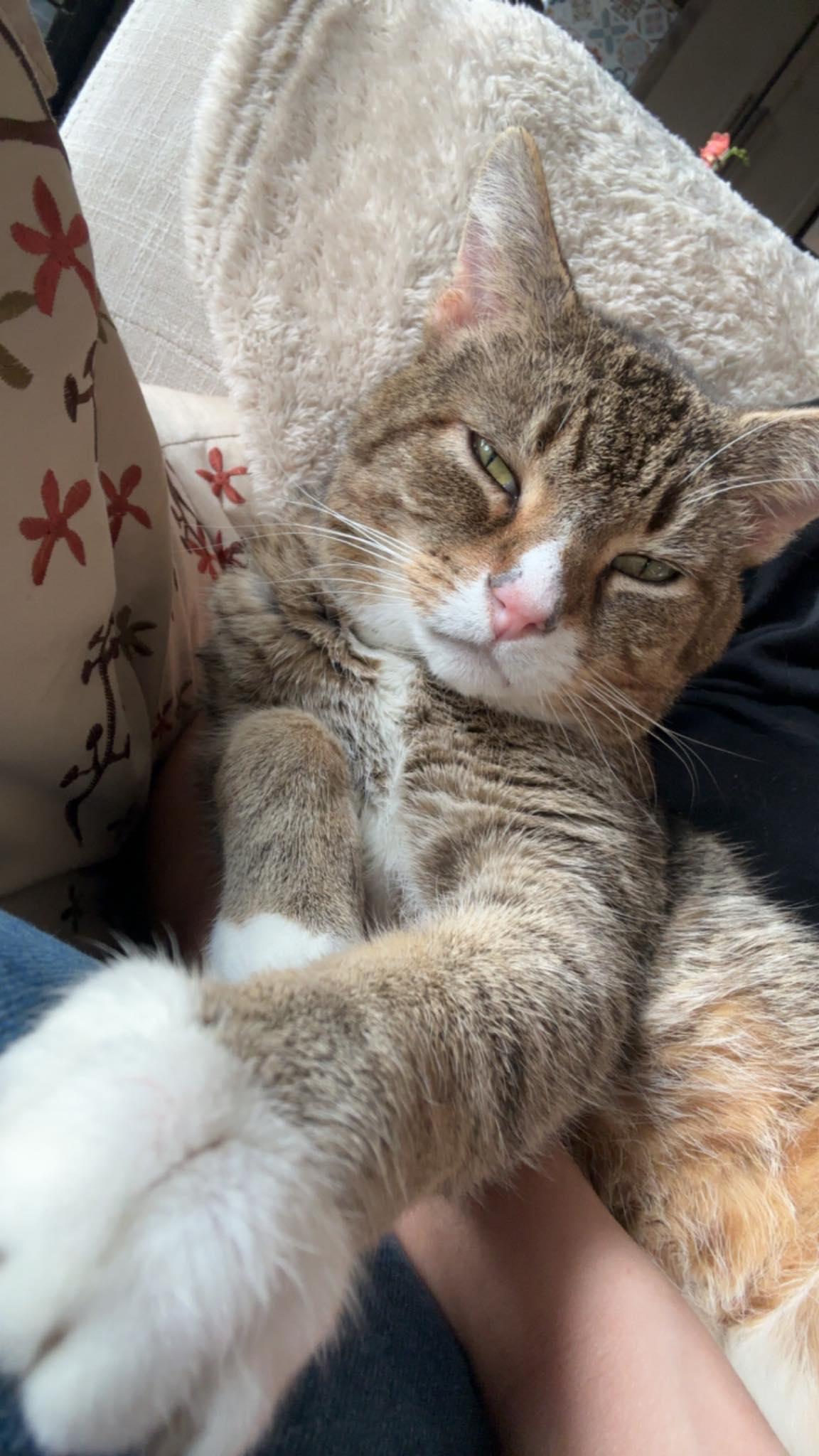 Enlarge Artist Formerly Known As Prince, a Adoptable mixed breed in Cincinnati, OH image 2/3