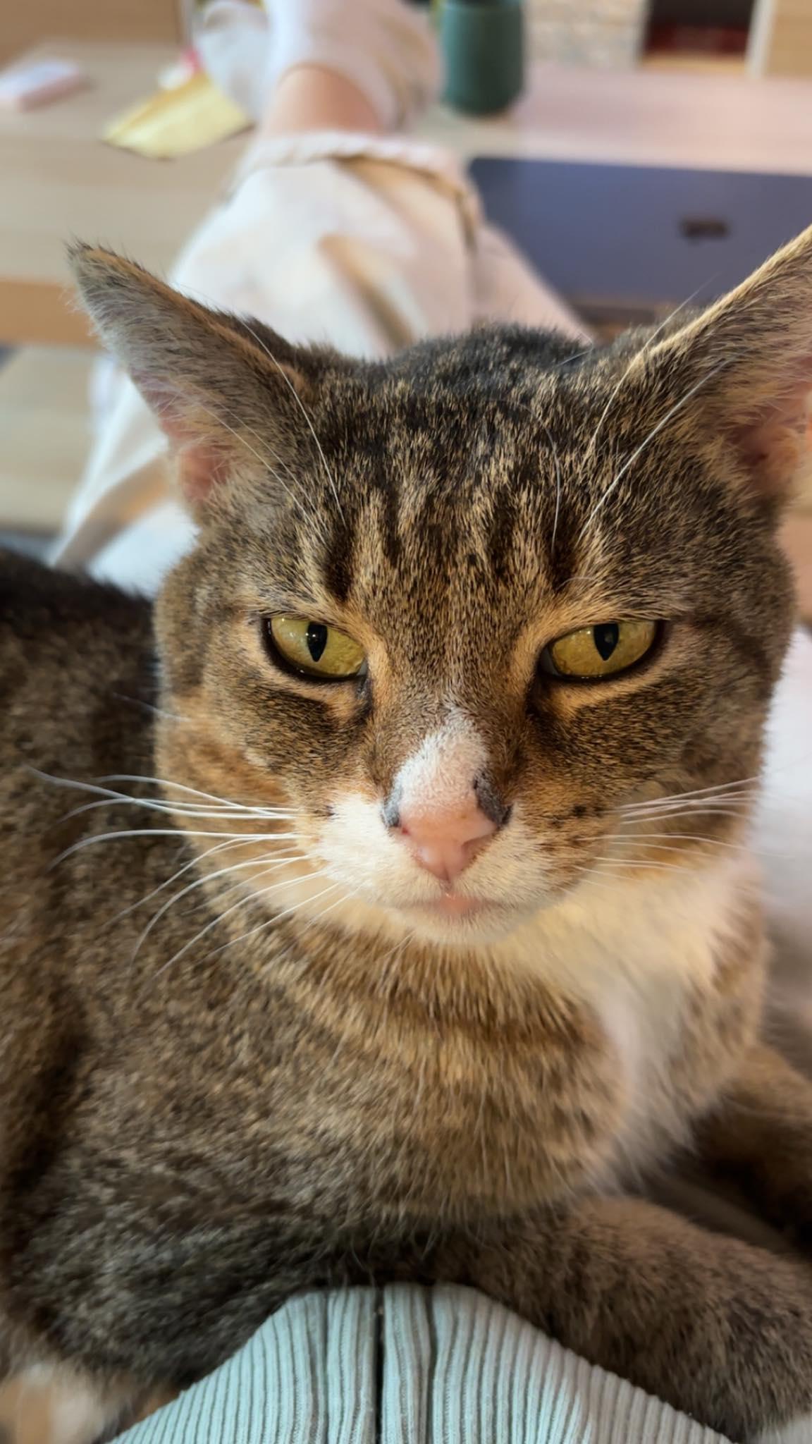 Enlarge Artist Formerly Known As Prince, a Adoptable mixed breed in Cincinnati, OH image 3/3