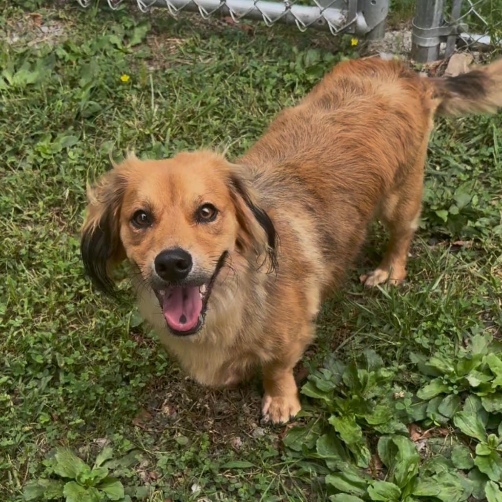 S'mores, Adoptable, Young Male Dachshund (Long Haired) & Mixed Breed.
