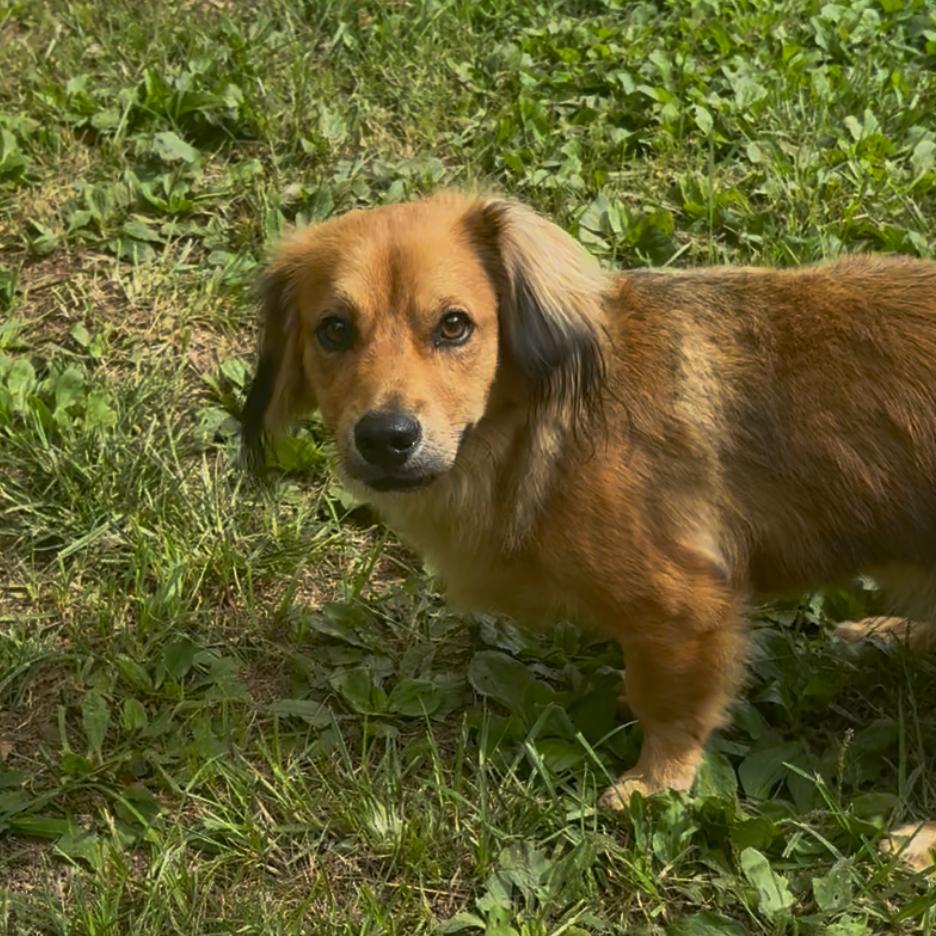 Enlarge S'mores, a Adoptable mixed breed in Fairmont, WV image 2/2