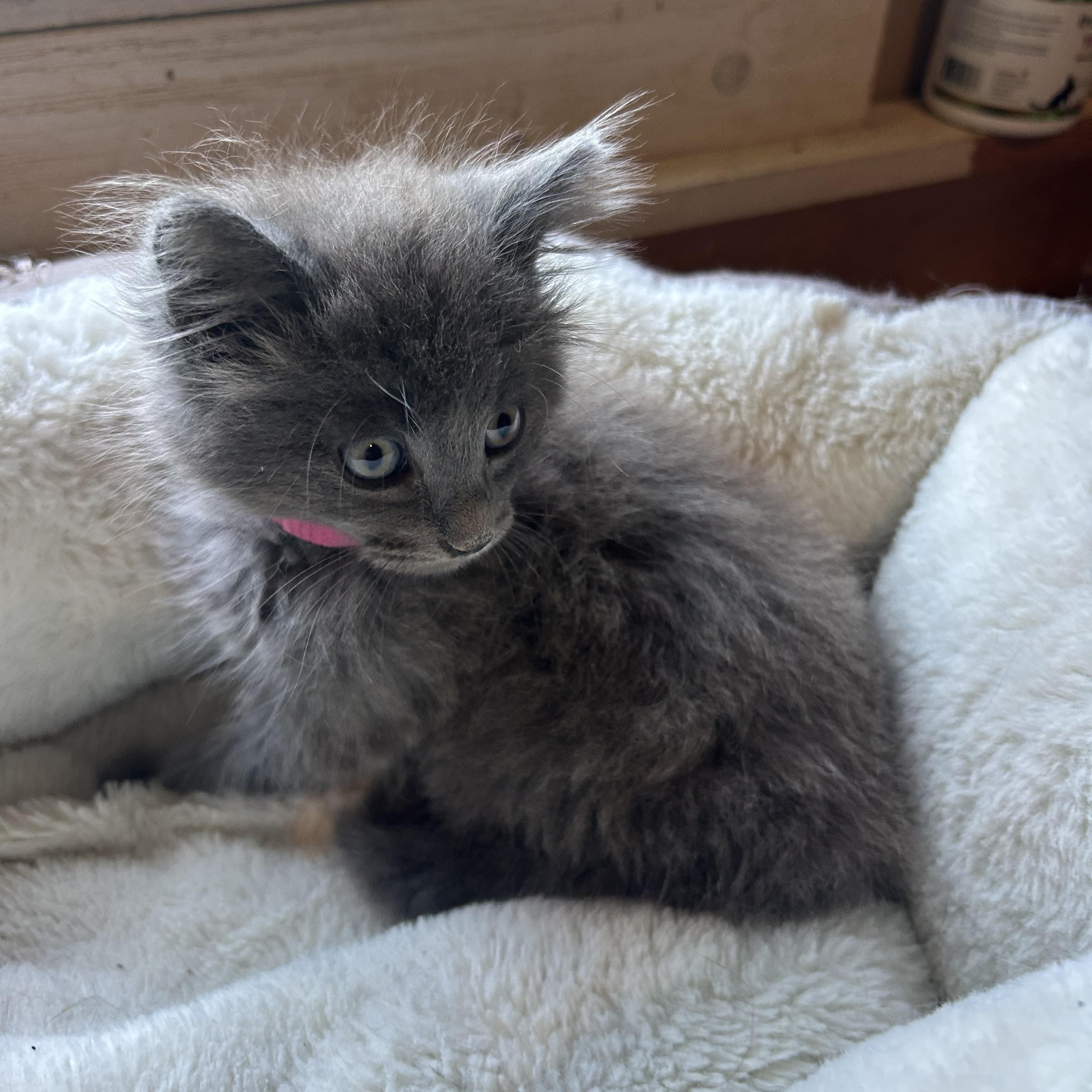 Duke & Denali, adopted, Kitten Male Maine Coon & Russian Blue.