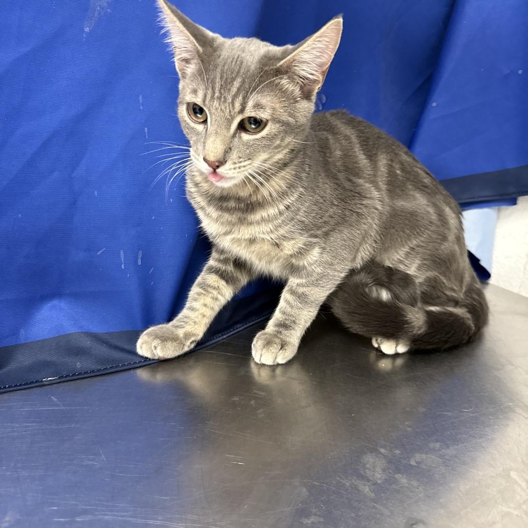 Fred, a Adoptable Domestic Short Hair in Henderson, NV image 1/2