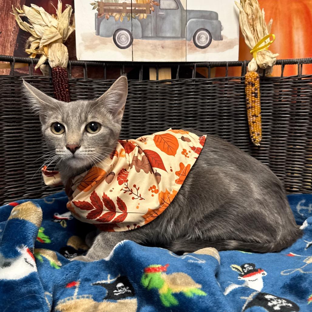 Fred, a Adoptable Domestic Short Hair in Henderson, NV image 2/2