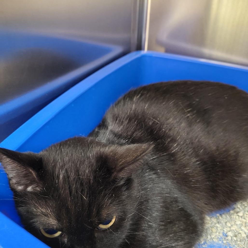 gato, Adoptable, Young Female Domestic Short Hair.