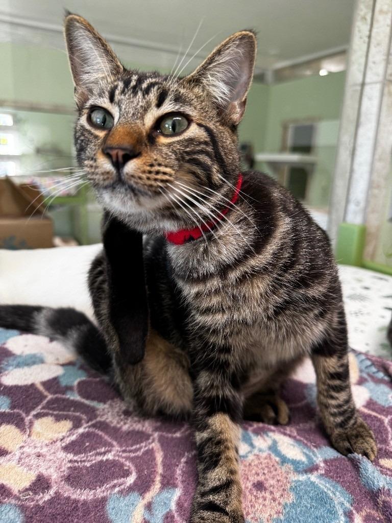 Crate, Adopted, Young Male Domestic Short Hair.