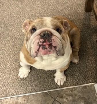 Enlarge Chapo, an adoptable English Bulldog in Pasco, WA image 1/6