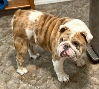 Enlarge Chapo, an adoptable English Bulldog in Pasco, WA image 2/6