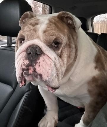 Enlarge Chapo, an adoptable English Bulldog in Pasco, WA image 6/6