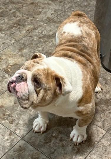 Enlarge Chapo, an adoptable English Bulldog in Pasco, WA image 3/6