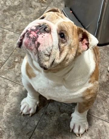 Enlarge Chapo, an adoptable English Bulldog in Pasco, WA image 4/6